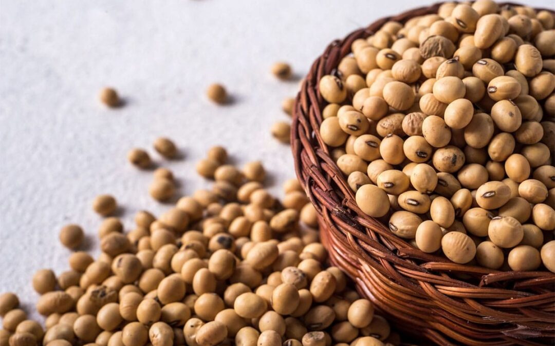 Soya Protein Benefits, Safety And Nutrition